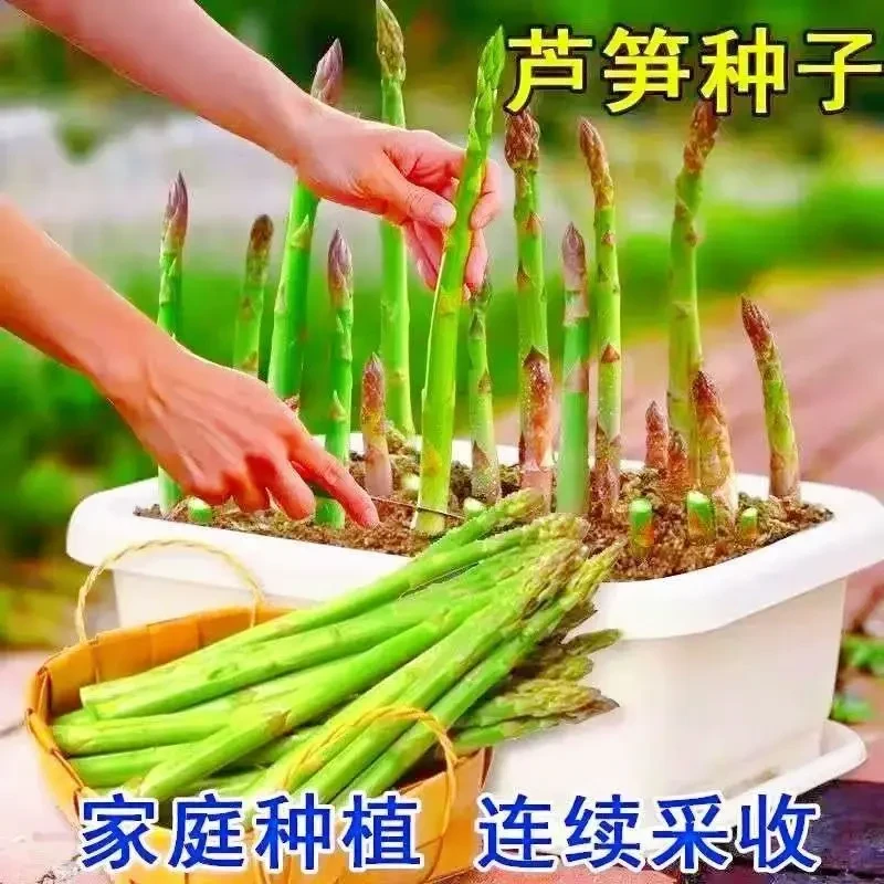 四季可种芦笋种子四季种植蔬菜绿芦笋种籽营养蔬菜种子商品图