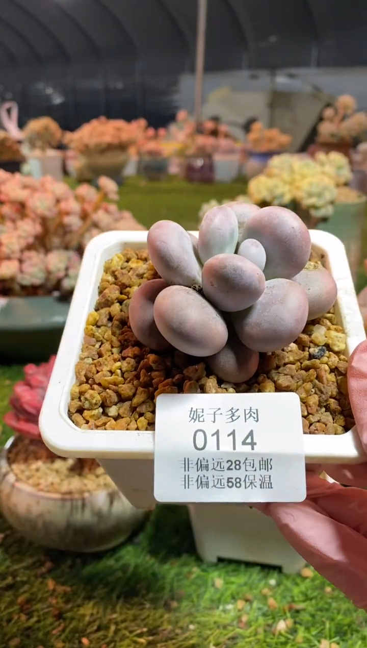 【闪购商品】0114a