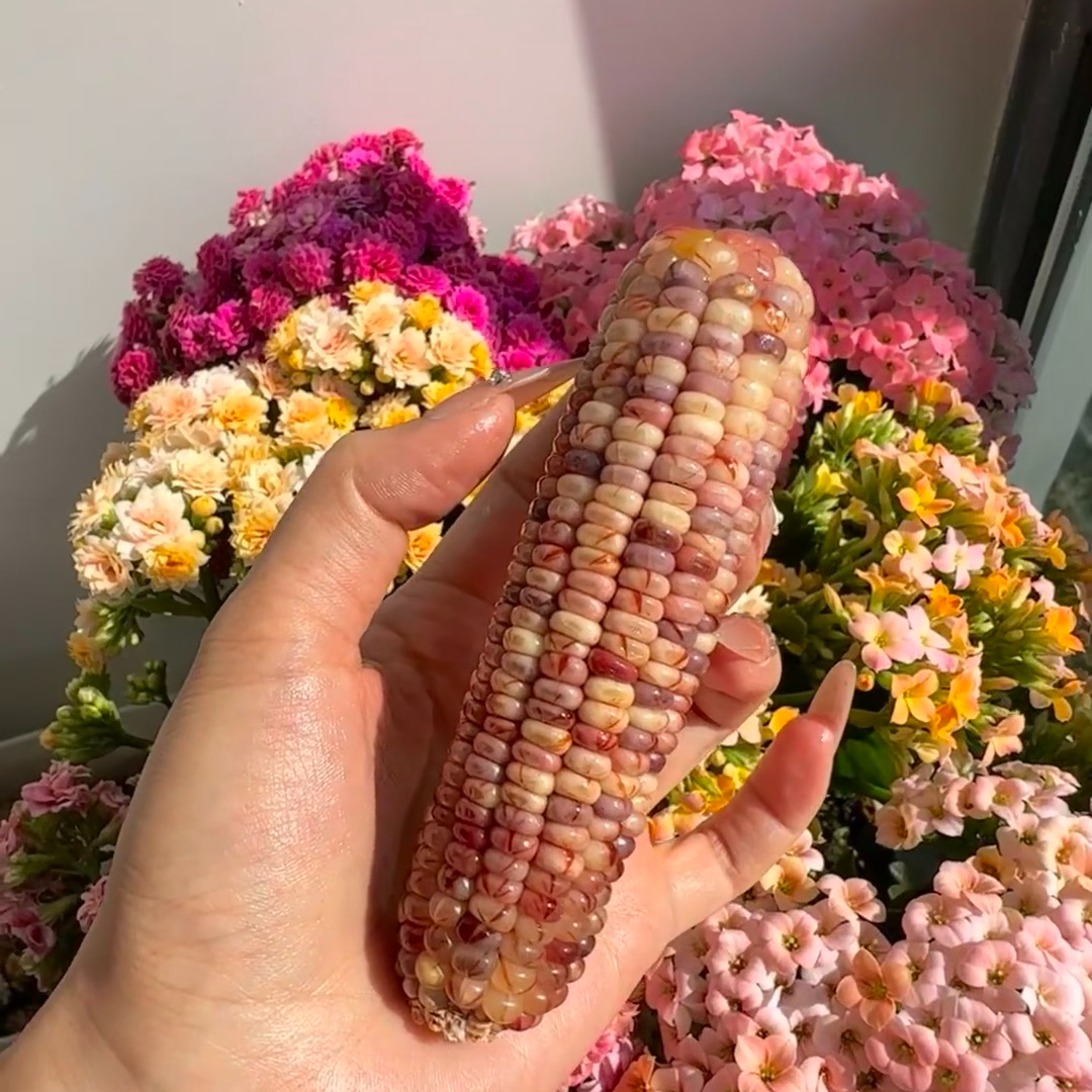 【一】直播专用文玩玉米私拍随机发