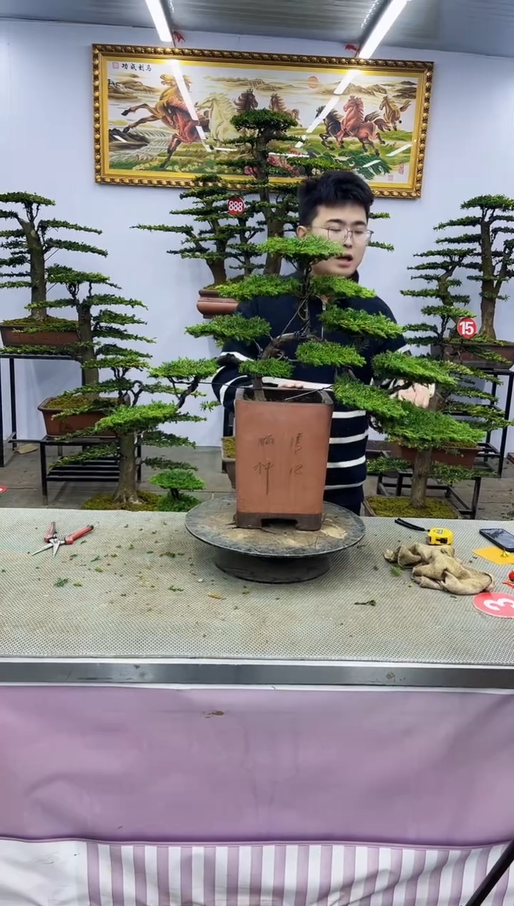 【闪购商品】八斗松/松类活物造型盆景，以直播间截图为啊啊啊