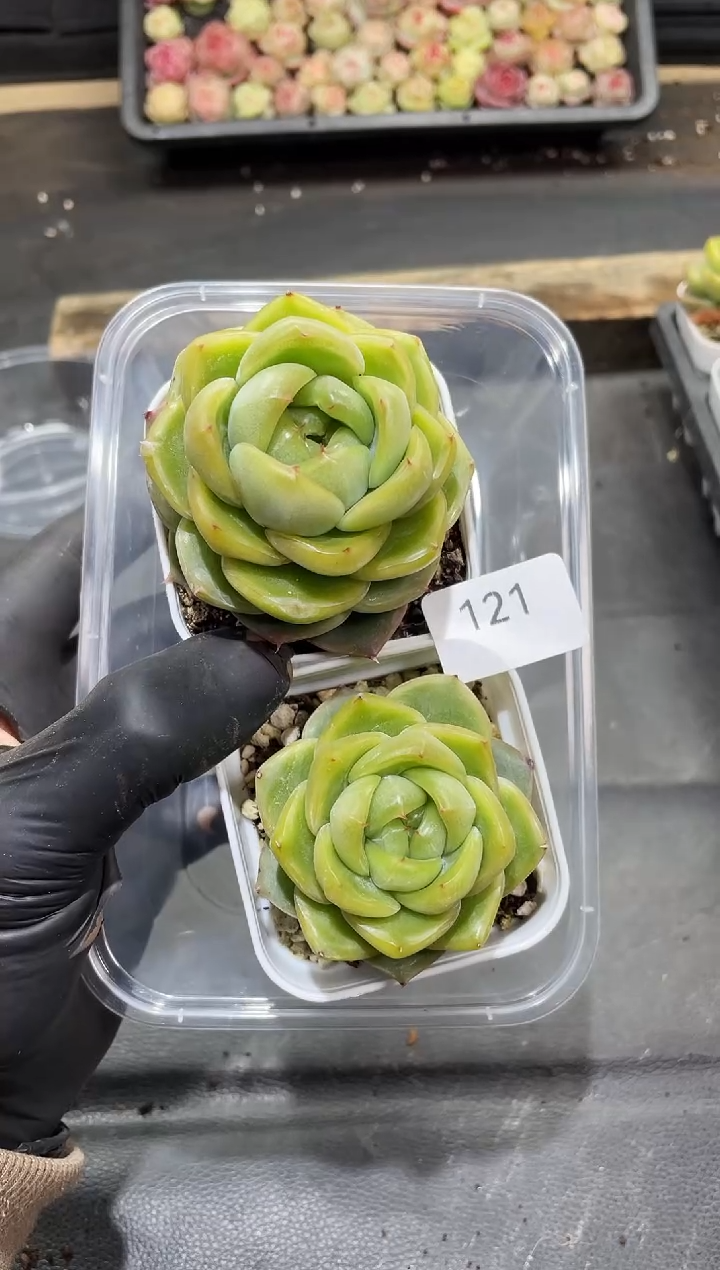 121翡翠珍妮     量拍