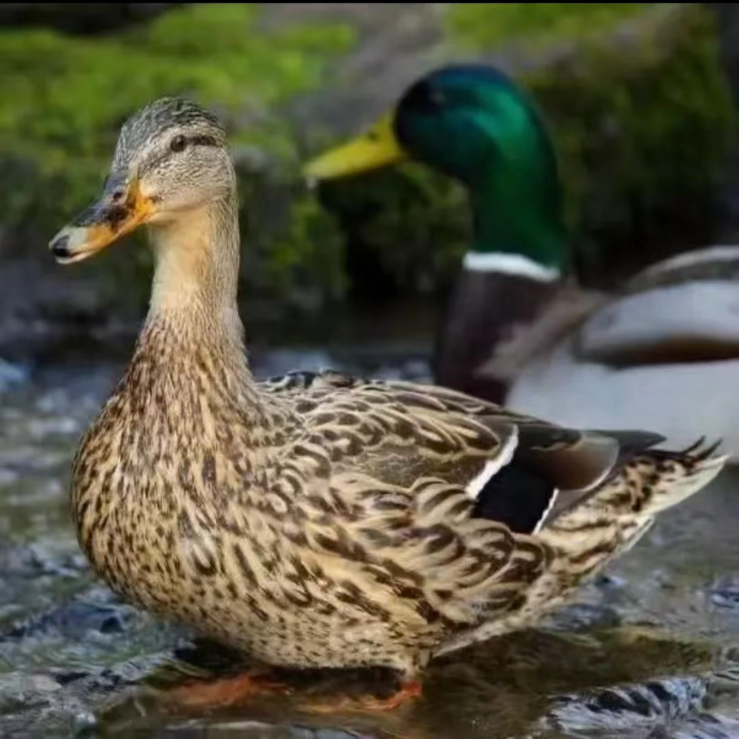 宠物鸭绿头鸭麻鸭土麻鸭青年鸭包邮