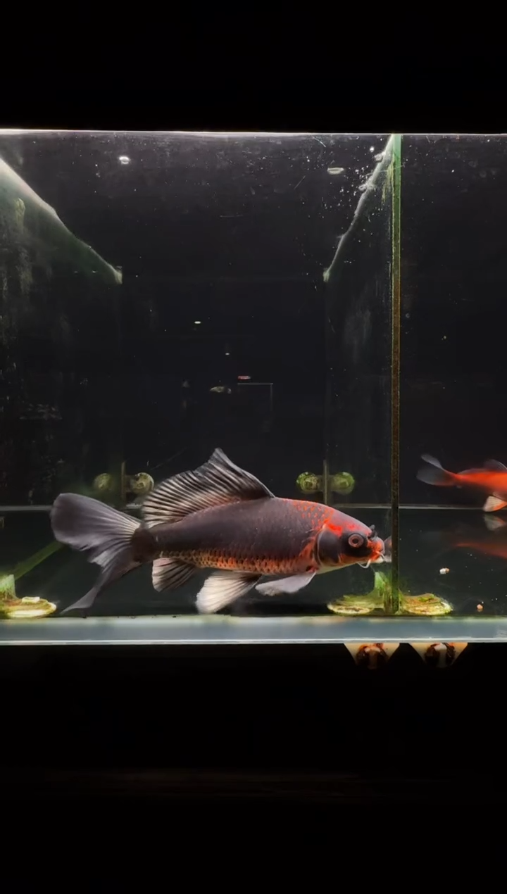 蝴蝶鲤鱼高****色熊猫蝴蝶鲤