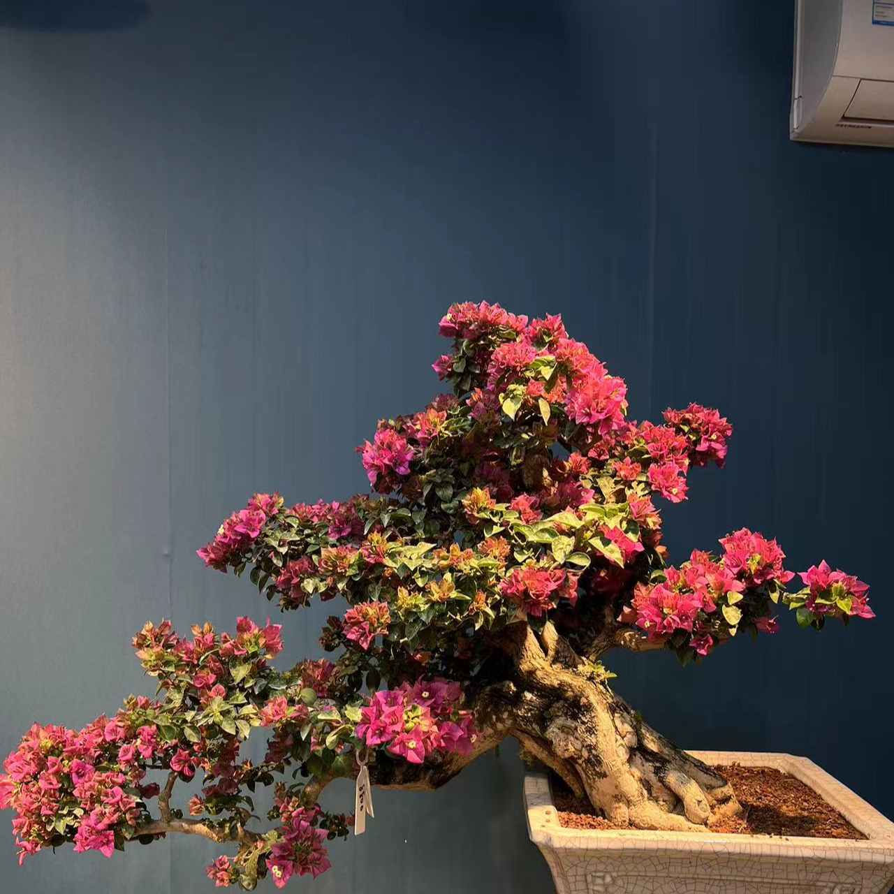 全国包邮三角梅老桩盆景