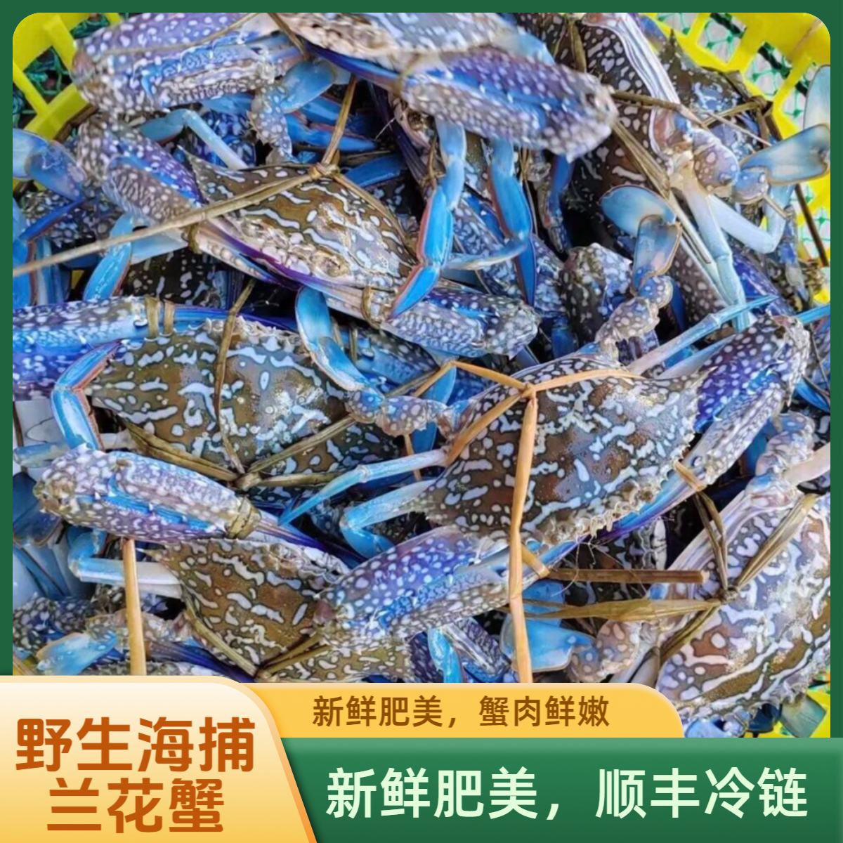 【兰花蟹】海捕海鱼海蟹直播间现改现称链接