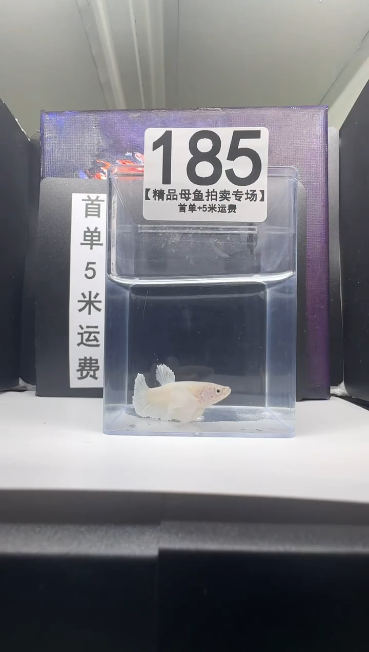 海水鱼母鱼编号：185