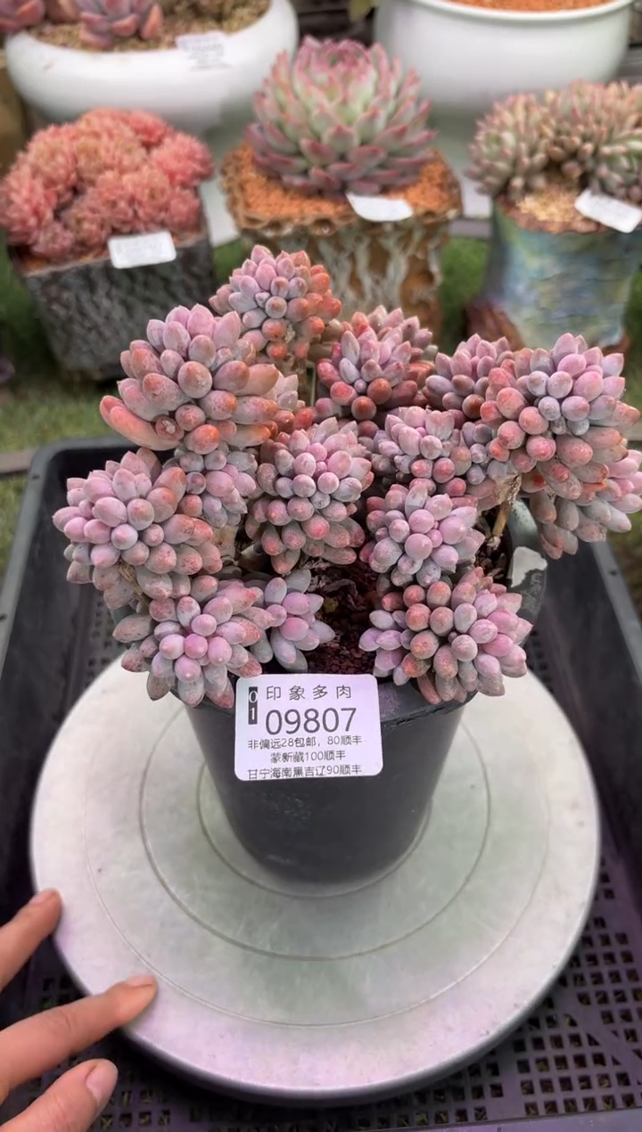 【闪购商品】09807