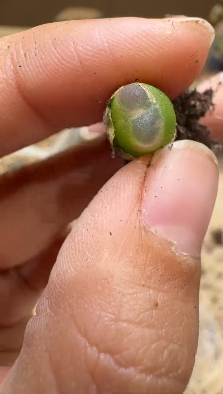 6-180多肉植物肉锥
