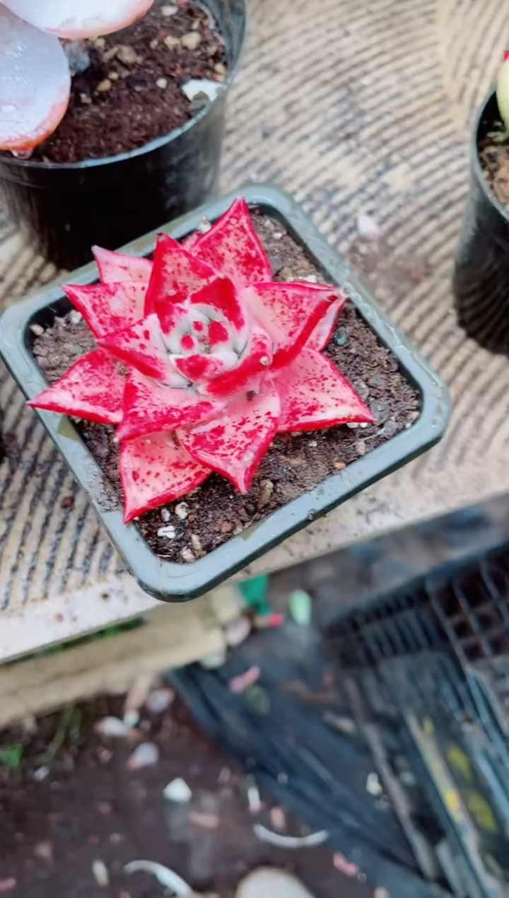 ༂****༖跃跃精品多肉25119