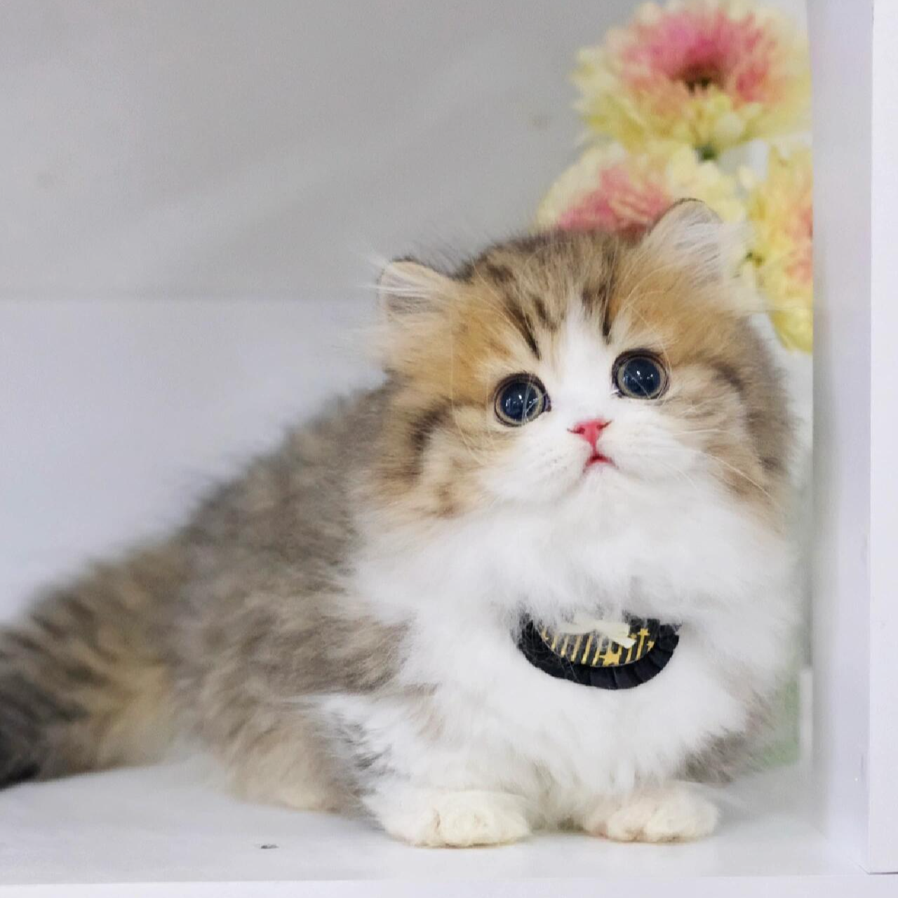 【海棠淘猫】全品宠物幼猫一猫一拍