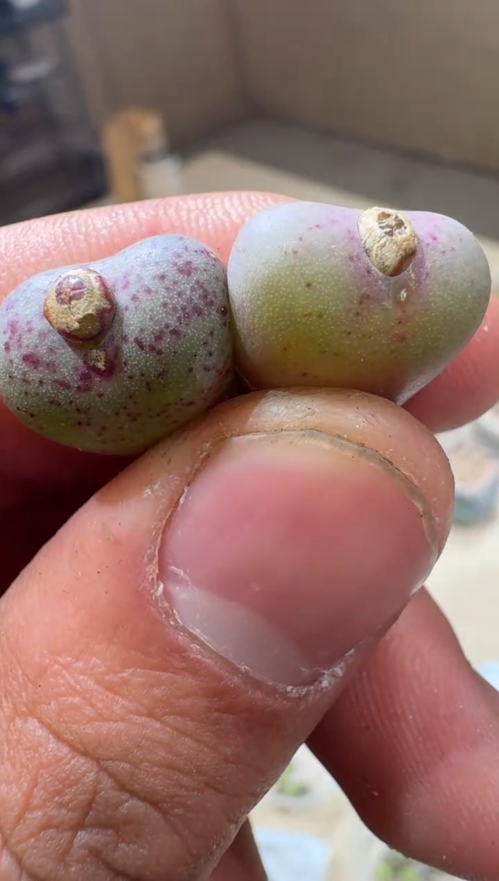 5-159多肉植物肉锥杂交一颗