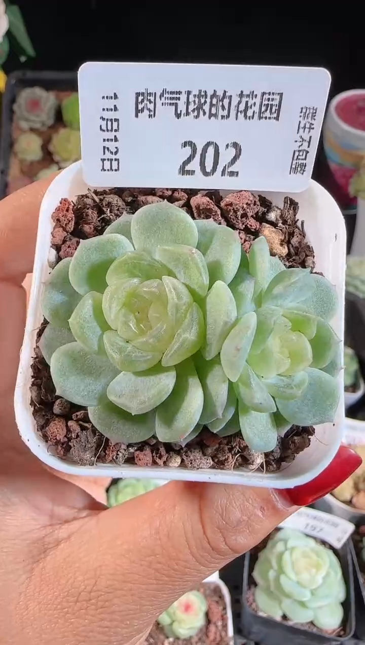 1112-202无尽灯群生不包整