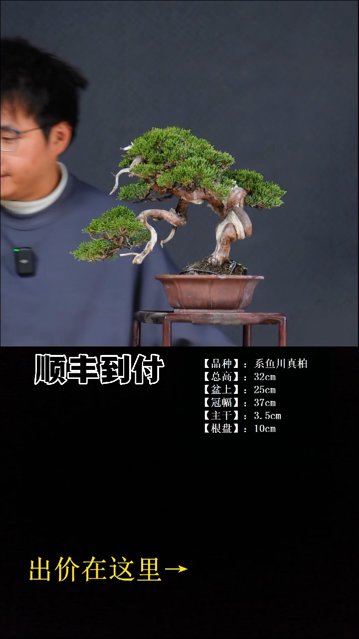 无花朵系鱼川真柏buaboyou