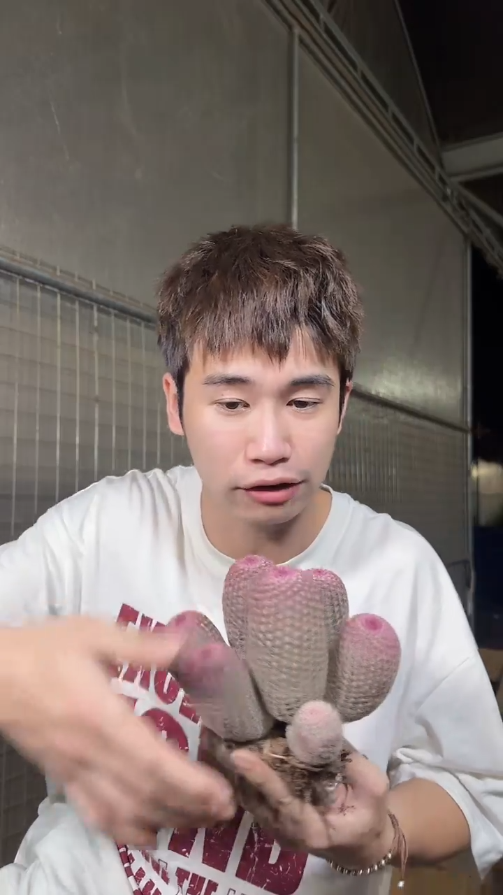 6头起发 红太阳【带根】