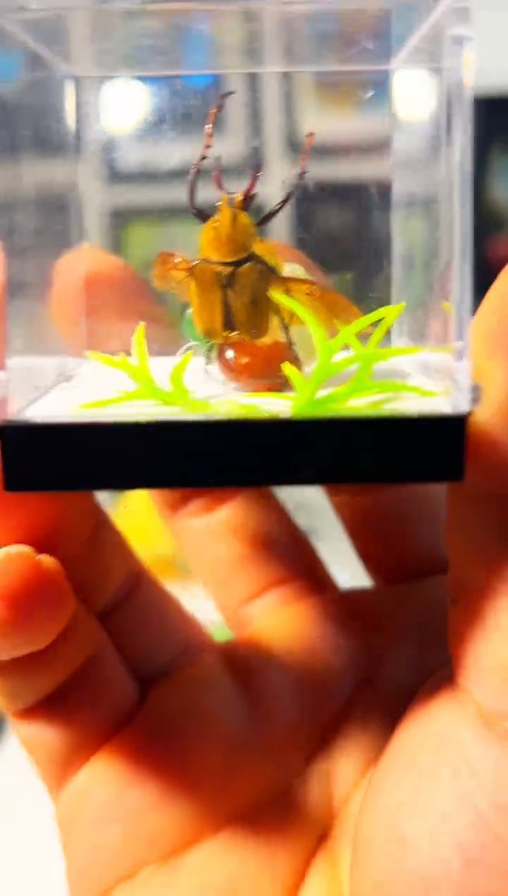 有机玻璃35165481