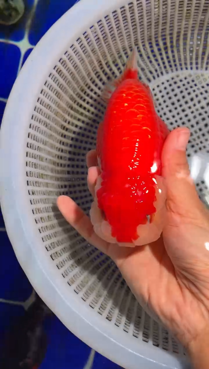 金鱼 （运费到付，马印灯下展示）福州追鱼兰寿金鱼