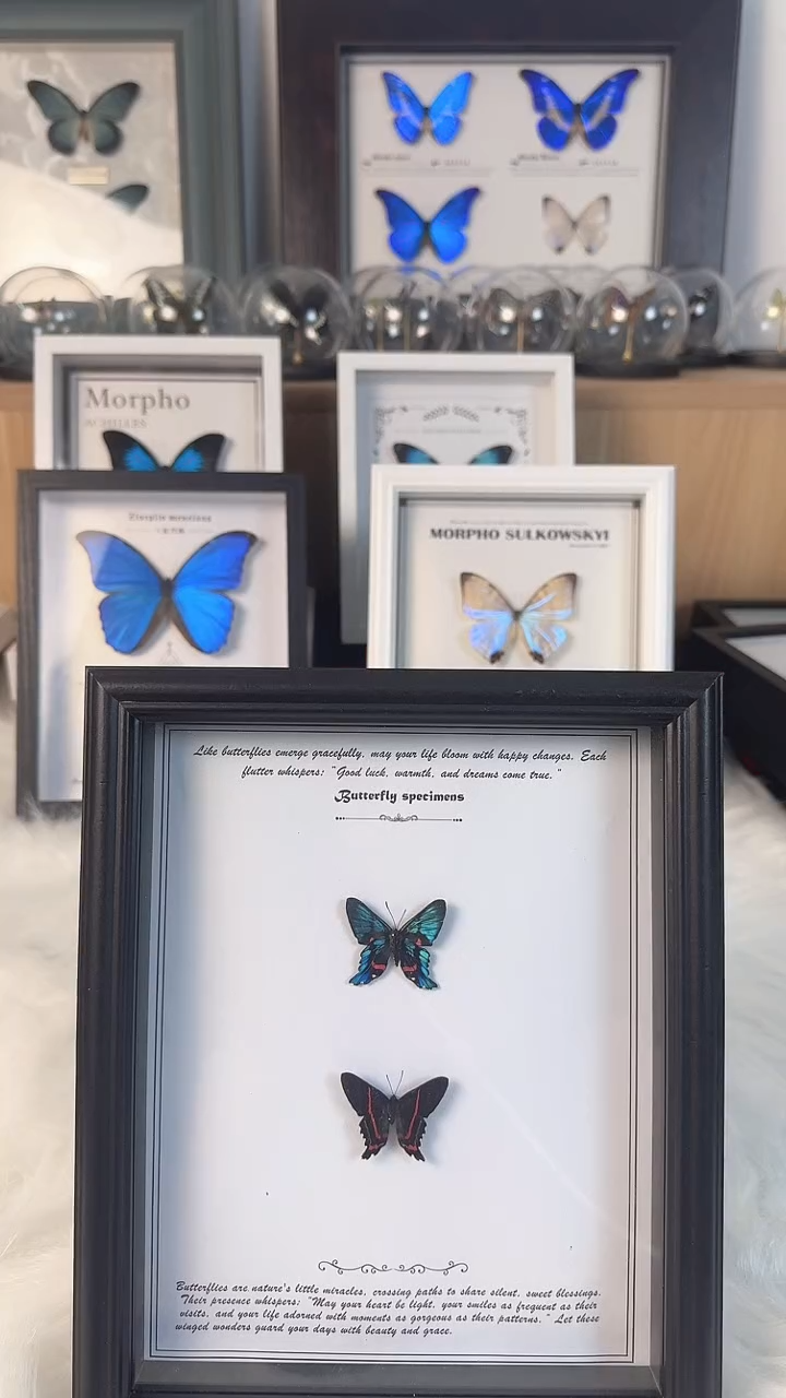 蝴蝶标本真实天然