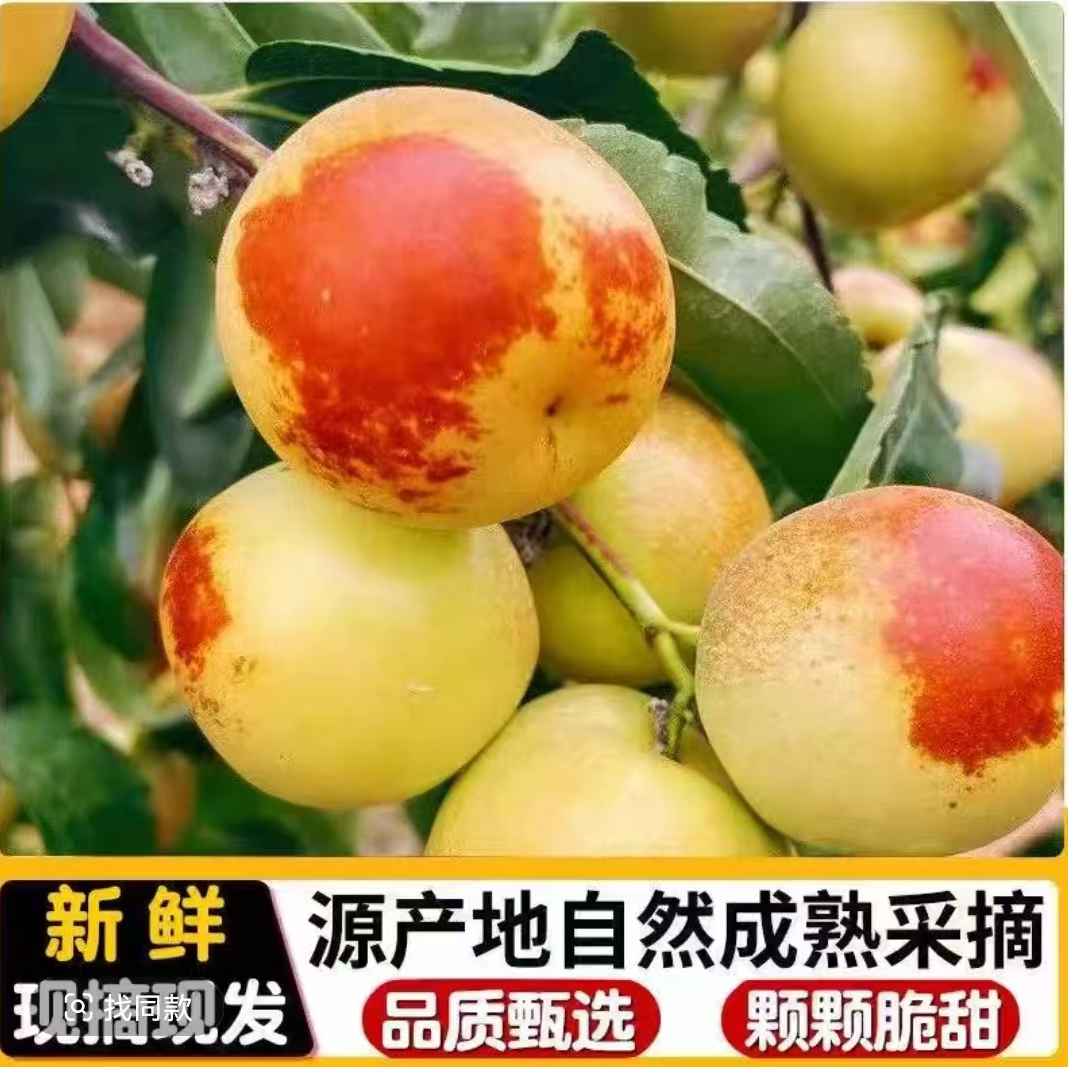 正宗沾化冬枣现摘现发脆甜多汁当季新鲜水果