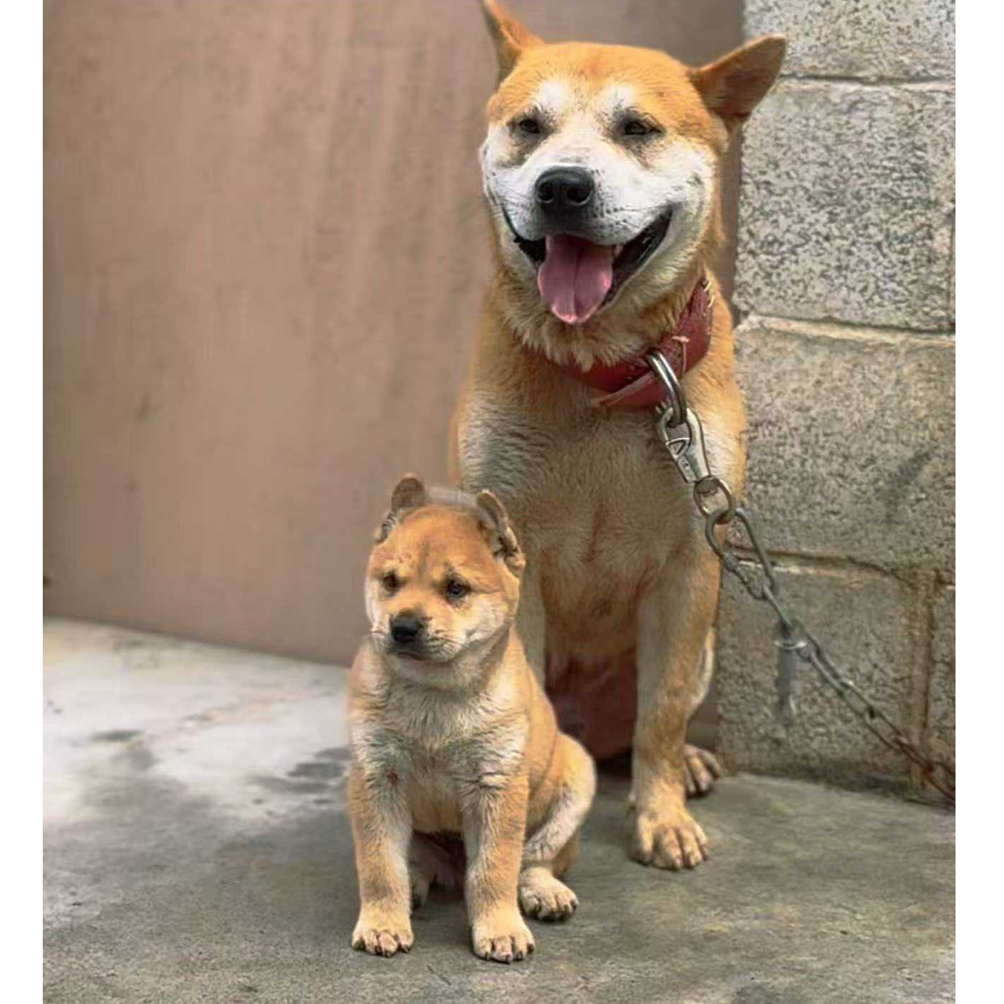 （何方田园犬)T狗狗活体