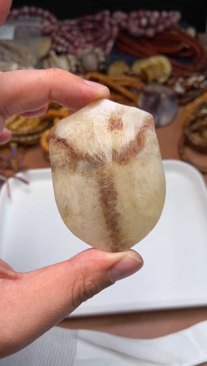 鹿骨其他母鹿三界A478