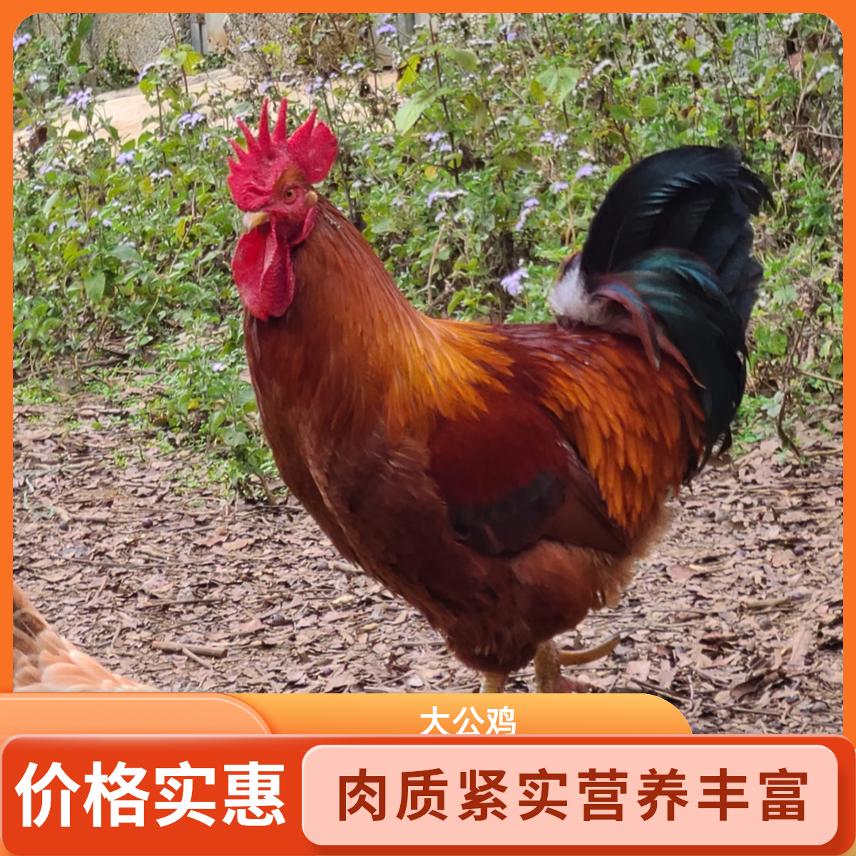 【小丽】买3送1现杀农家散养大公鸡4只单只毛重5斤多净重10-11斤 包冰率不含冰