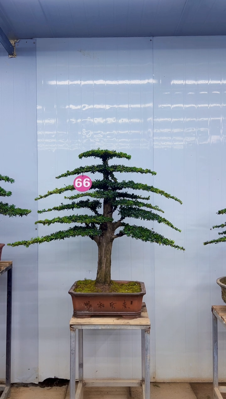无花朵一物一拍，所见即所得