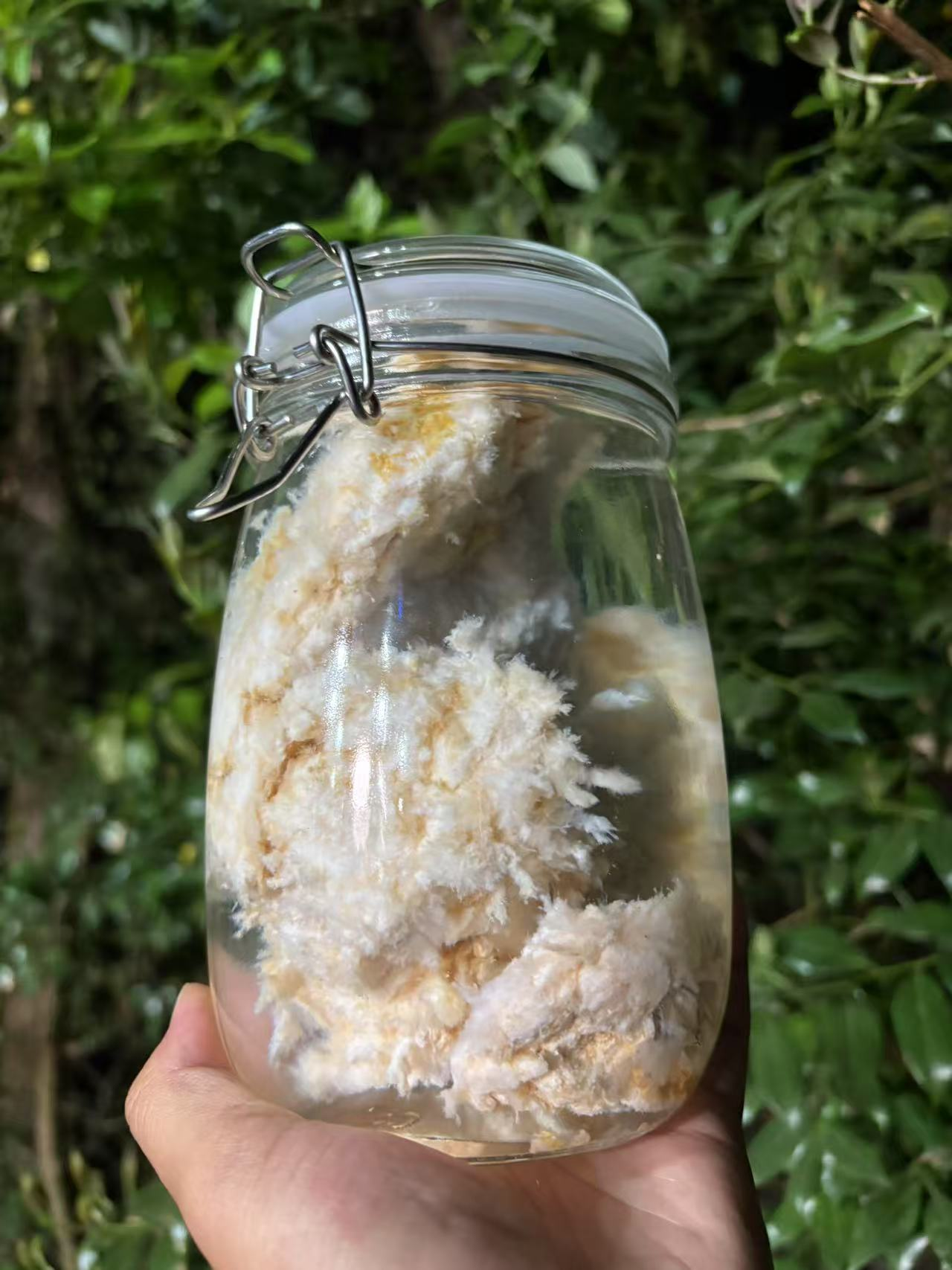 1【天-然-石-太-岁】净含量50 g-1500g【金金现收】菌