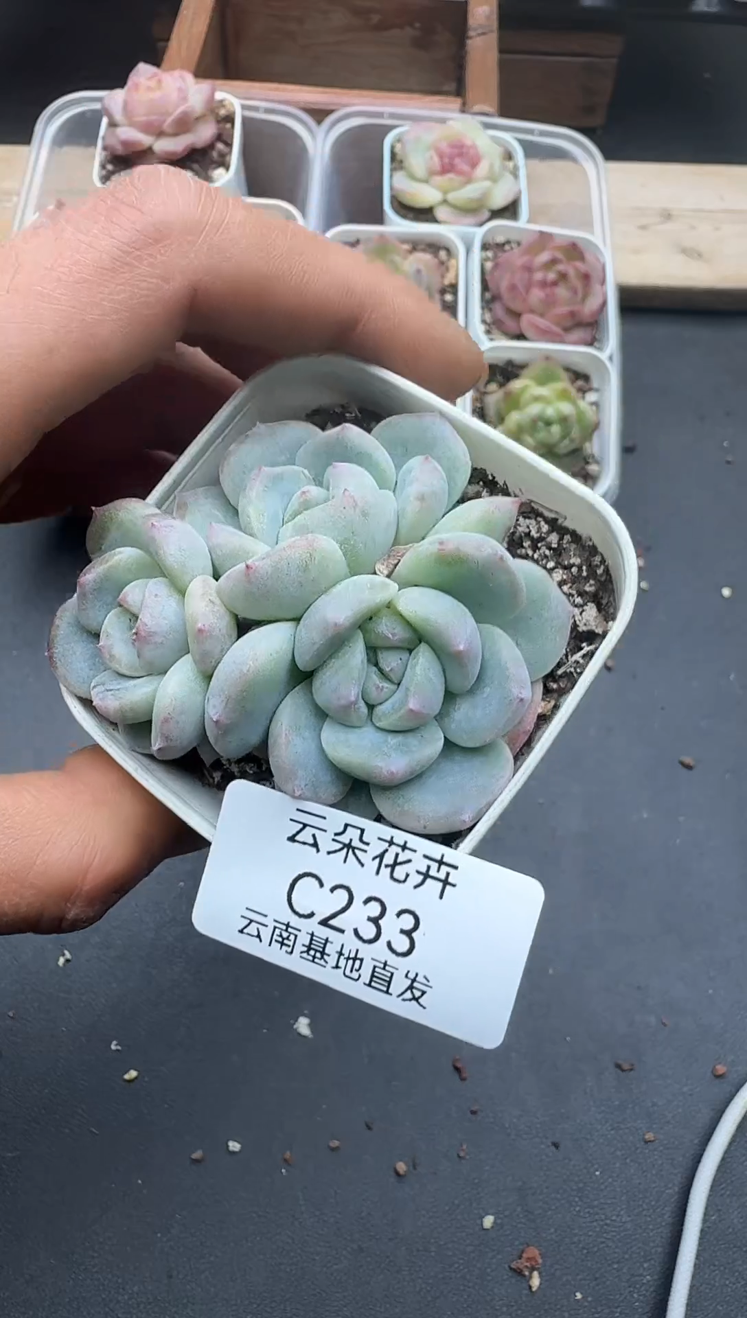 珍妮杂交多肉C233