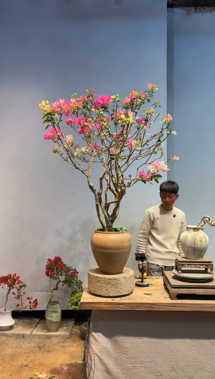 以实际为准爱*修三角梅29