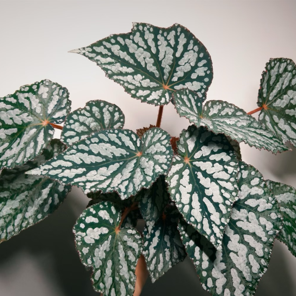 伊丽莎白秋海棠网红ins风秋海棠室内花卉观赏植物盆栽