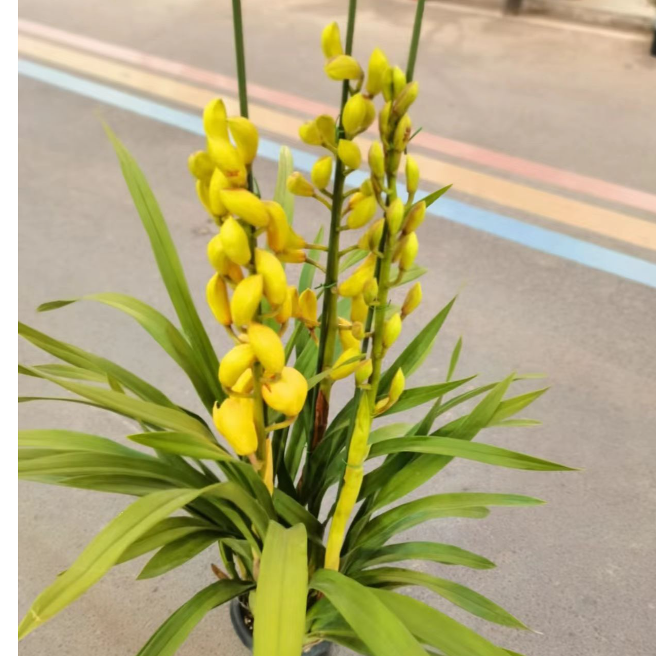 （杨贵妃）大花蕙兰 5度以下必须拍保温棉不然冻坏不售后