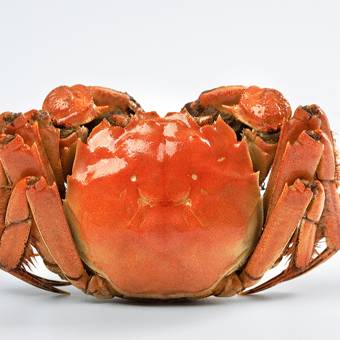 【活蟹现发】精品江苏精品大闸蟹 公蟹6.0-5.7两/只 母蟹5.0-4.7两/只 6/8/10只装 顺丰京东冷链