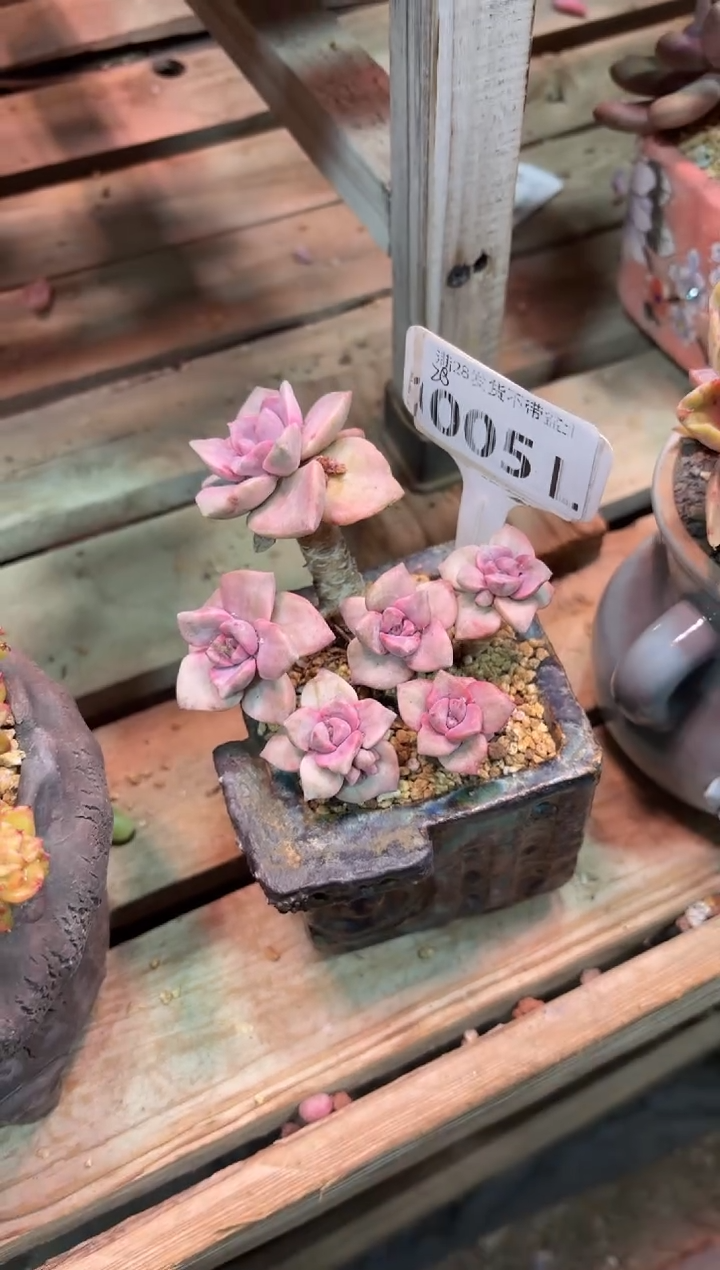 005LLL（满28发货）