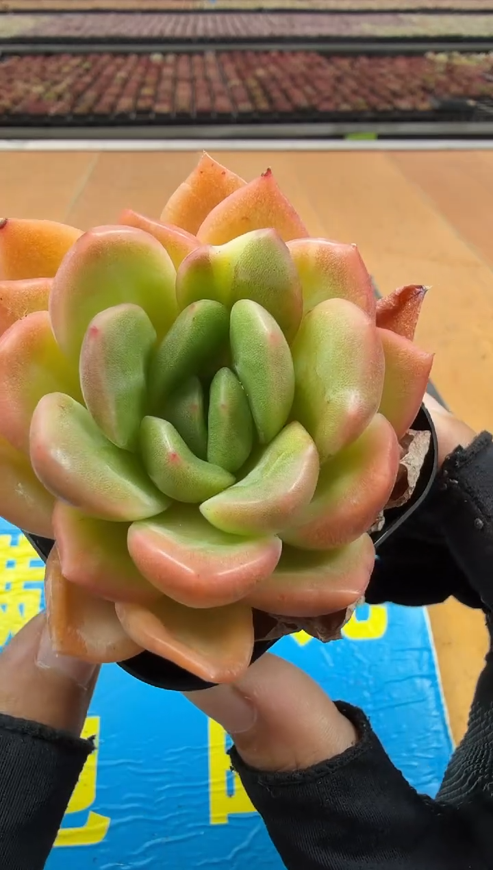 东云多肉园二店-79