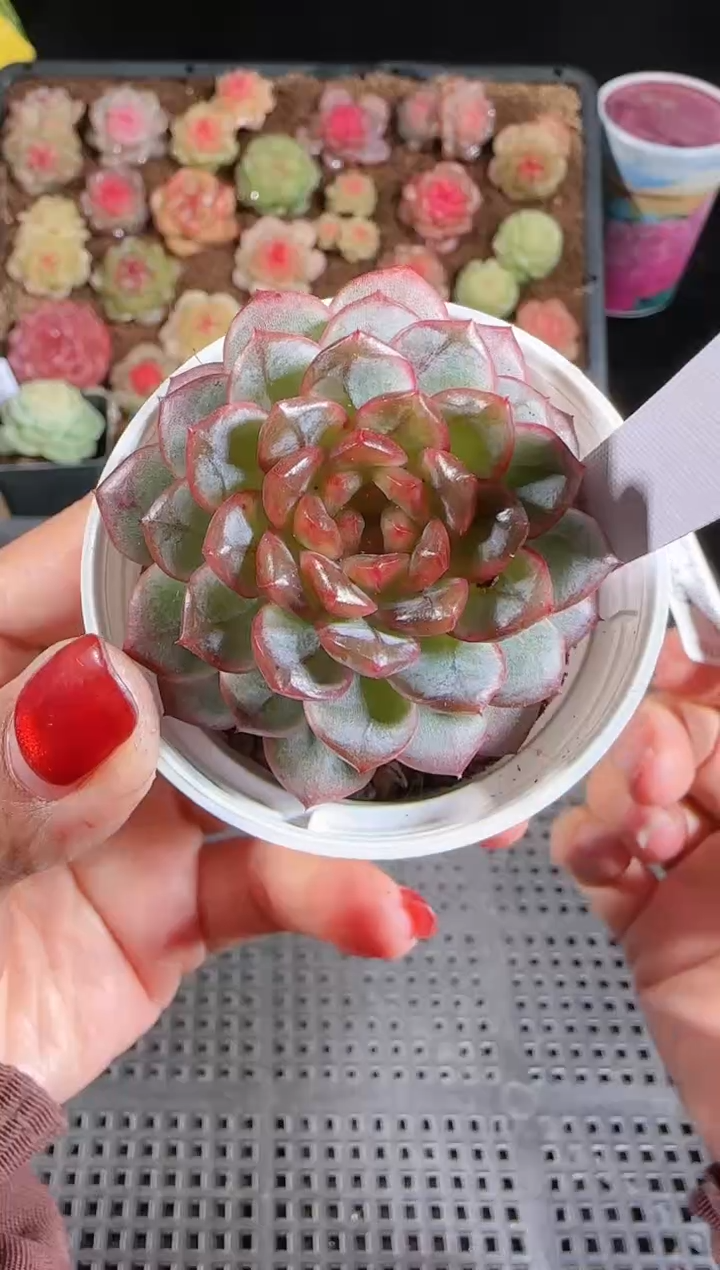 1207-340冰心11多肉群生不包整