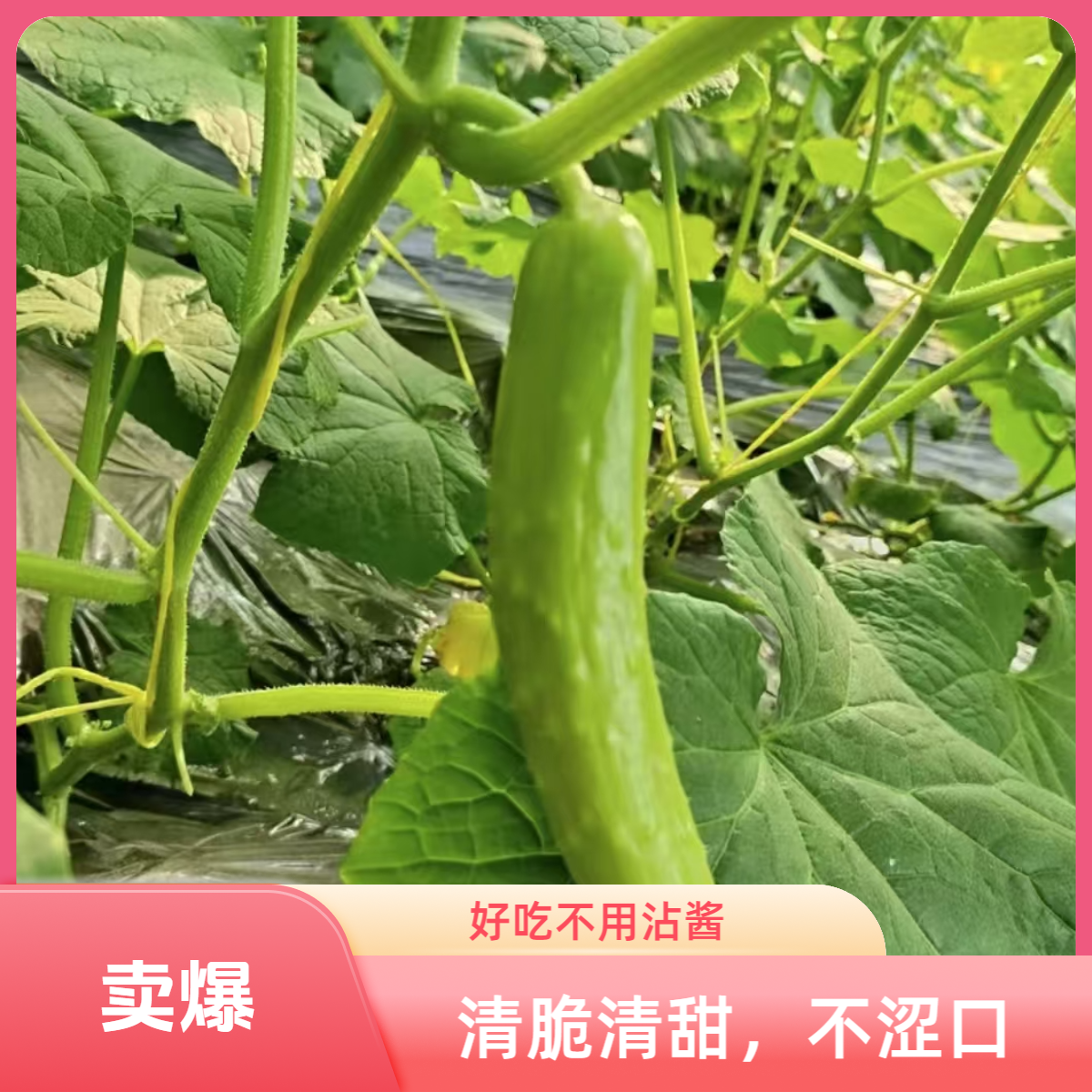（顺丰包邮）新鲜现摘奶油黄瓜拼装小番茄 香甜可口，脆香多汁坏果包赔，水果蔬菜甜，爆汁脆度高产地直发