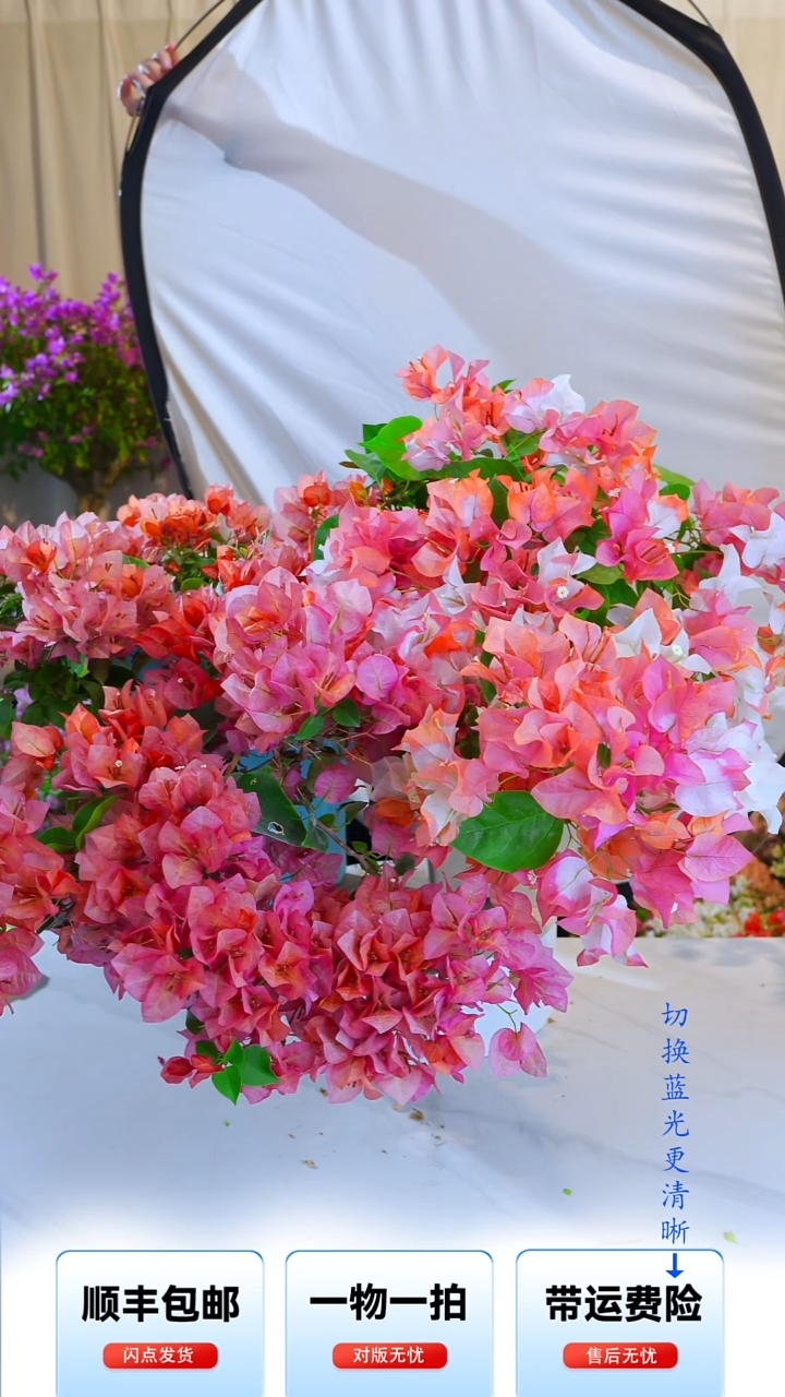 大部分开放少量花苞邵橙口红＋不甜西瓜