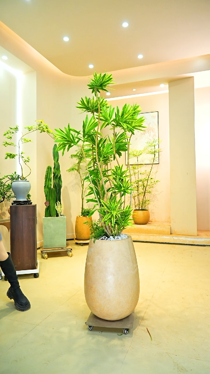 不开花植物F**e梦幻金边竹