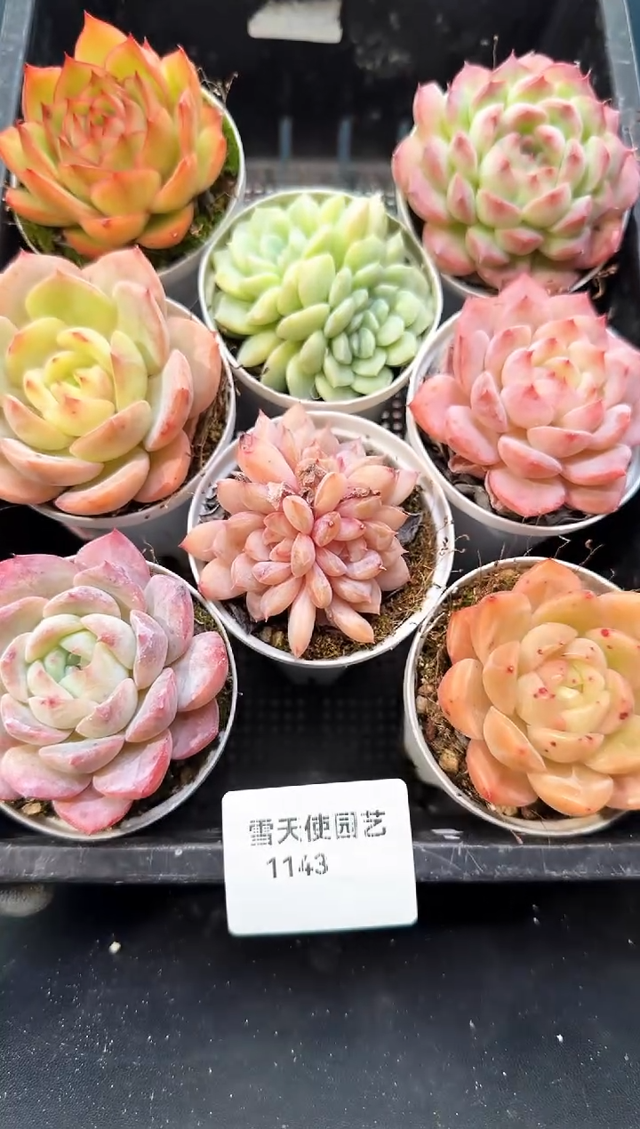 1143     多肉8 颗 