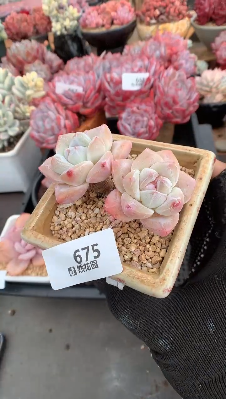 675冰玉一物一拍多肉植物