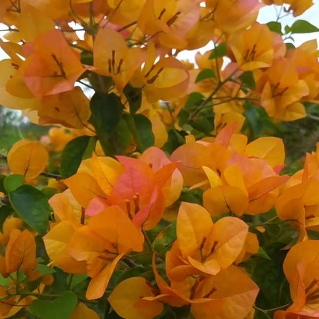 加州黄金盆栽老桩原盆原土带花发货四季开花室内外好养花卉