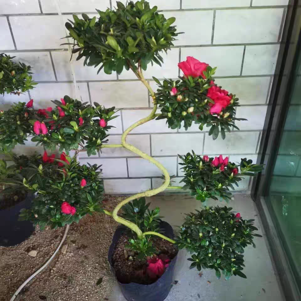 六层红色杨梅红游龙造型杜鹃花盆栽多年生一对