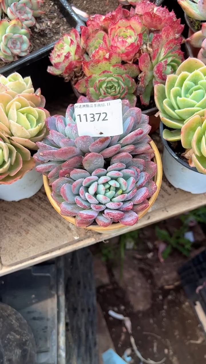 c*t多肉植物义务一排11372