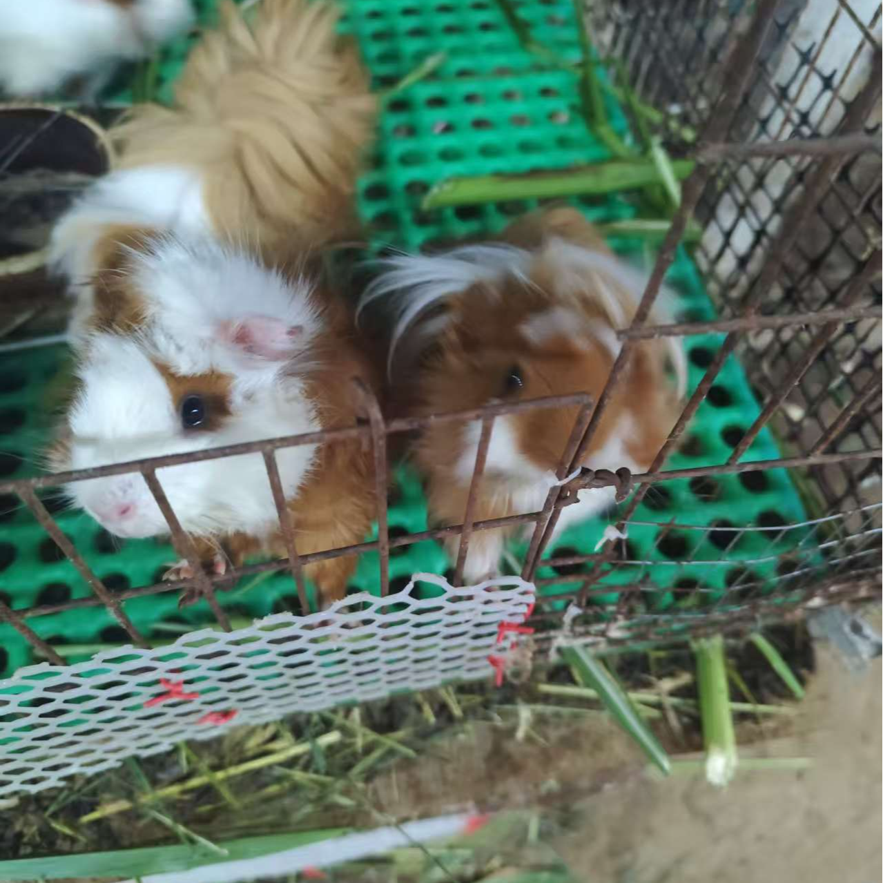 荷兰猪豚鼠长逆毛加州