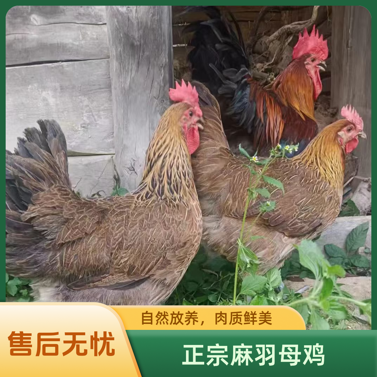 【一公一母】散养散放竹林走地鸡7.5-8.5斤青腿细脚五谷喂养笨土鸡京东包邮-YL