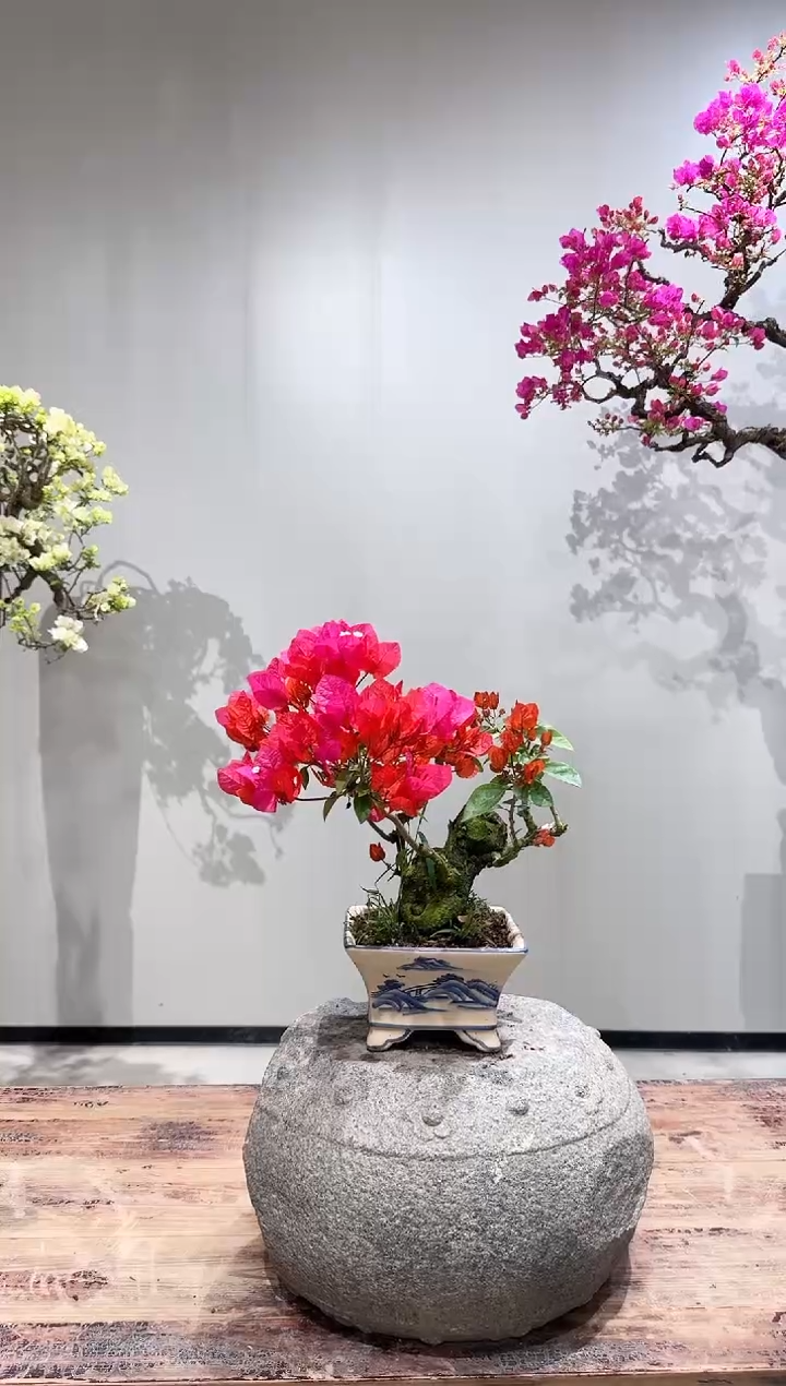 【闪购商品】盆景同安红