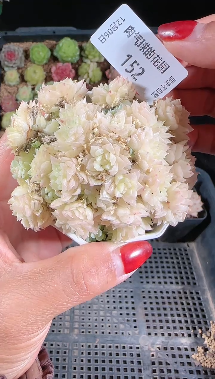 1206-152多肉群生不包整