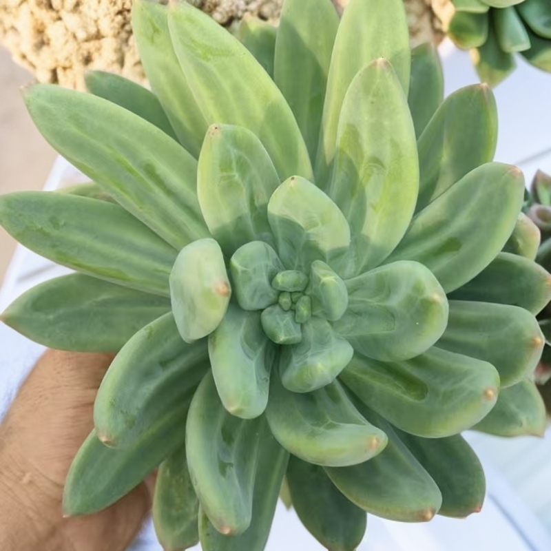 海洋之歌/拍满9.99包邮/以直播为准/吹吹多肉