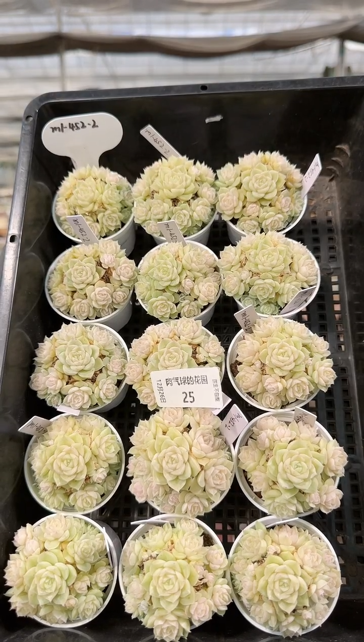 1226-25m1-452-2多肉量拍任意发一颗群生不包整