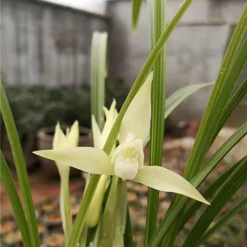 春兰白雪冰心浓香型名品绿植好养盆栽